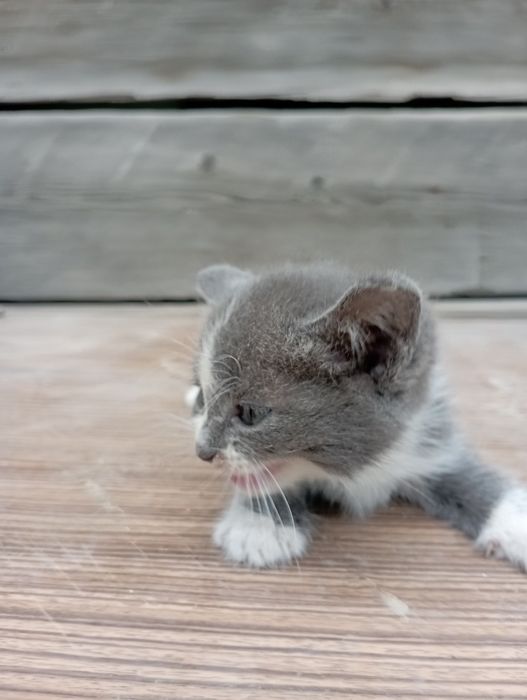 Продажа котят месячные