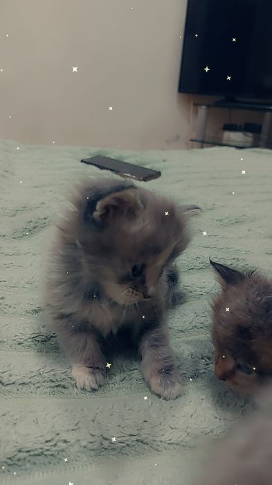 Продаются котята