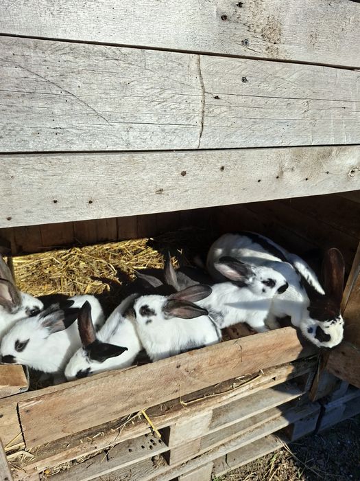 Vând iepurași de paste