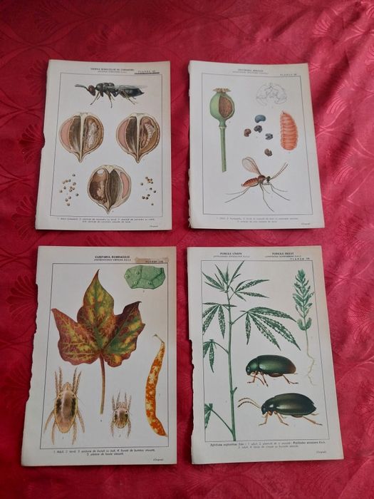 Colecție de planșe botanice și zoologice Vintage.