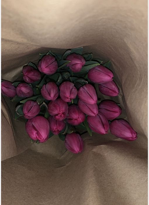 Тюльпан открыть предзаказ 2026