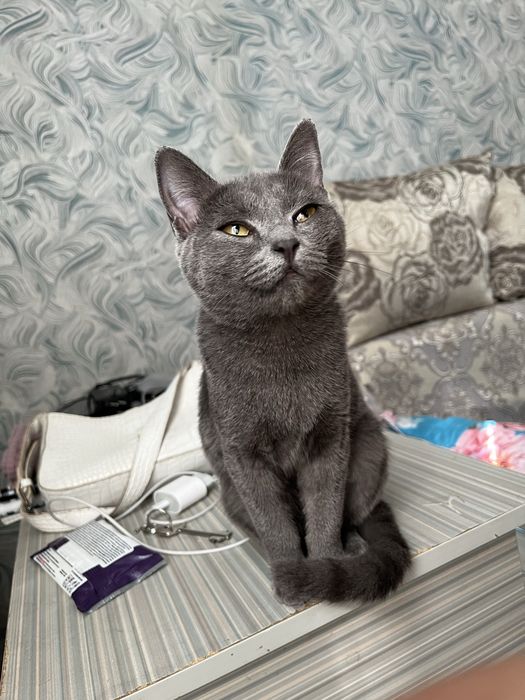 Шотландская кошка