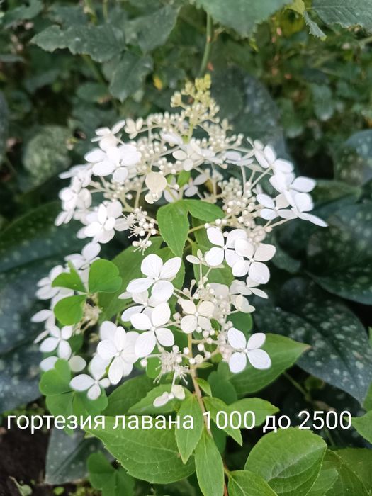 Продам флоксы  многолетний
