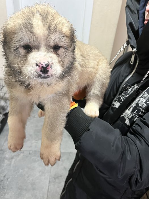 Щенки алабая шикарных кровей