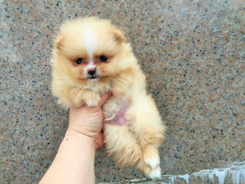 Померан мини Померанчета