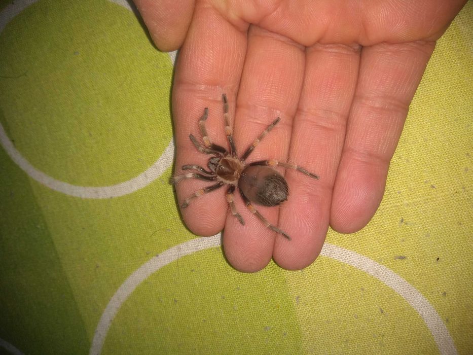 Тарантула Tarantula