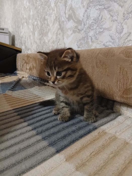 Отдам  котёнка  ,девочка в добрые руки