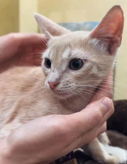 Котенок мальчик 6 месяцев