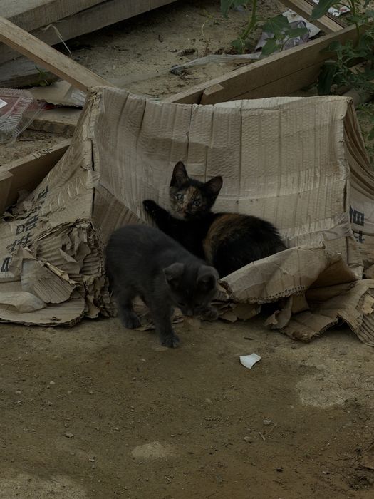 Отдам котят в добрые руки
