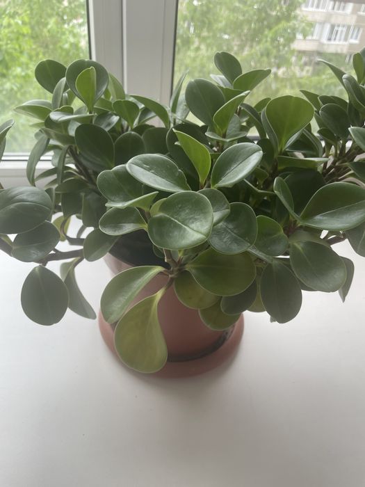 Продам цветы комнатные кшт