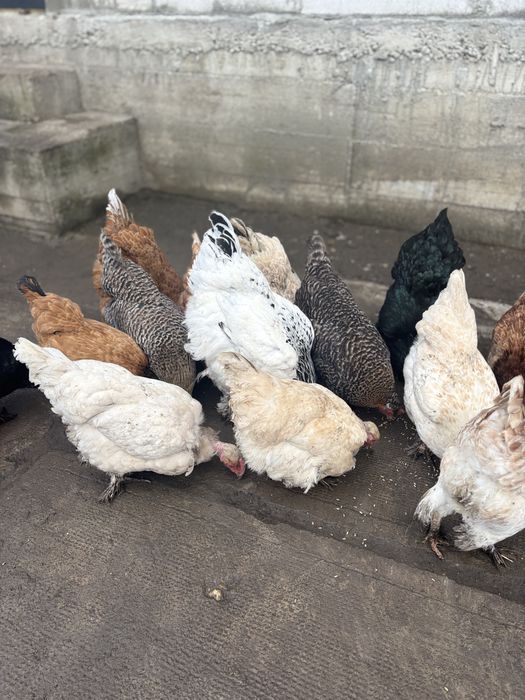 Găini Brahma și  Australorp