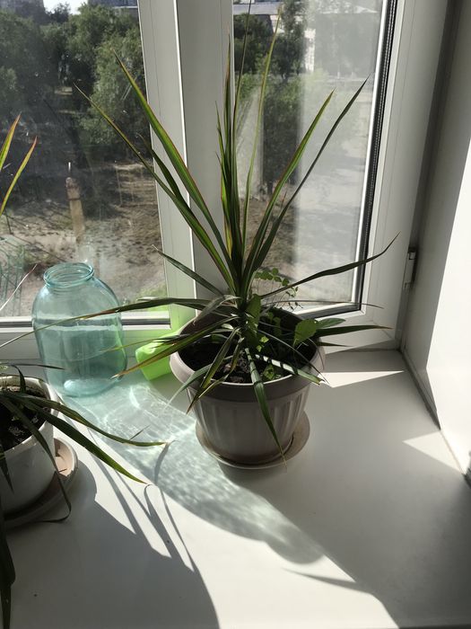 Драцена 3 шт, фикус