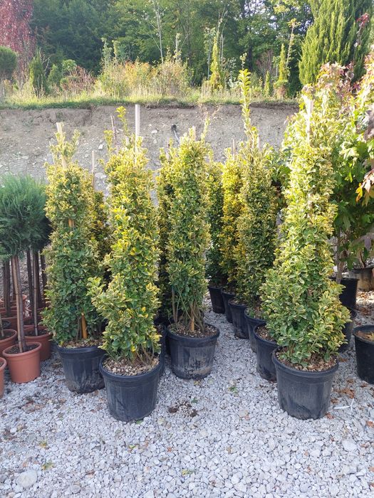 Plante ornamentale pentru gradina