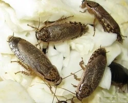 Мраморные тараканы на корм