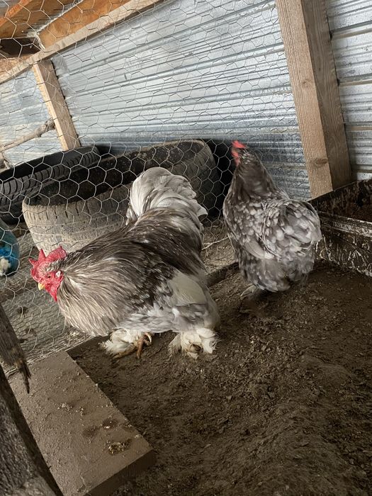 vând conchinchina pitic bobat