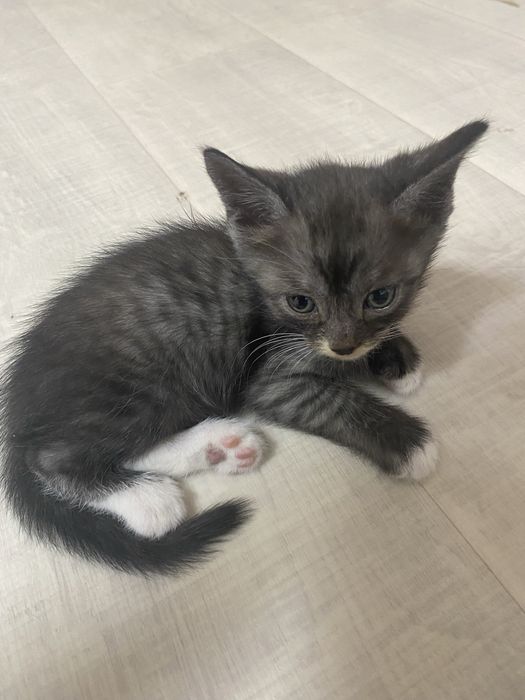Котенок.Отдам в хорошие руки