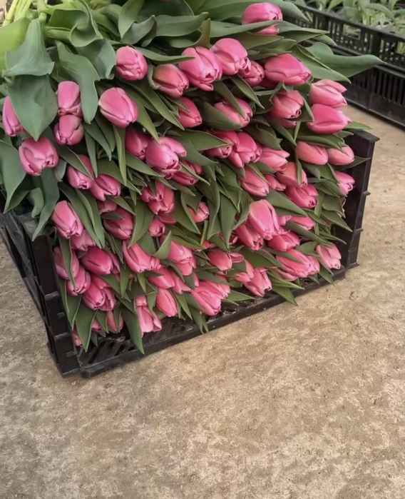 Голландские тюльпаны