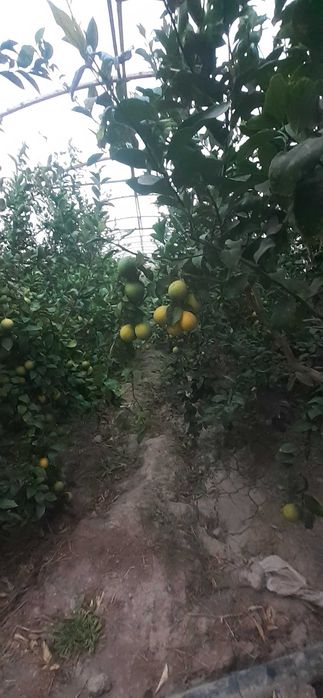 Шу 24 йилги Лимон бор узбекистонда, 10 т. атрофида