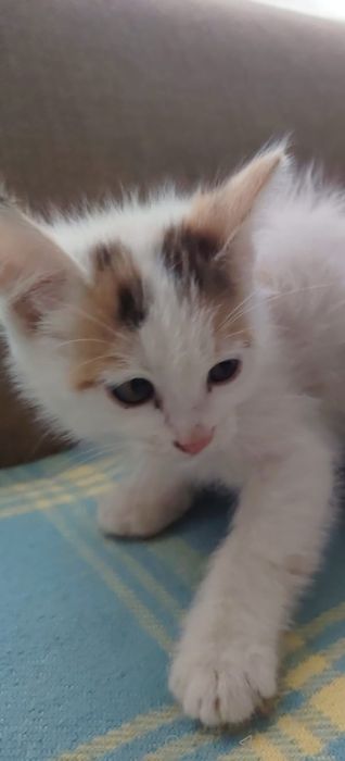 Котята 2-3 месяца