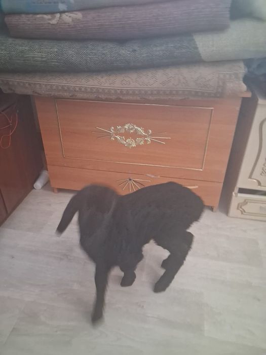 Гиссар тұқымының қозысы сатылады