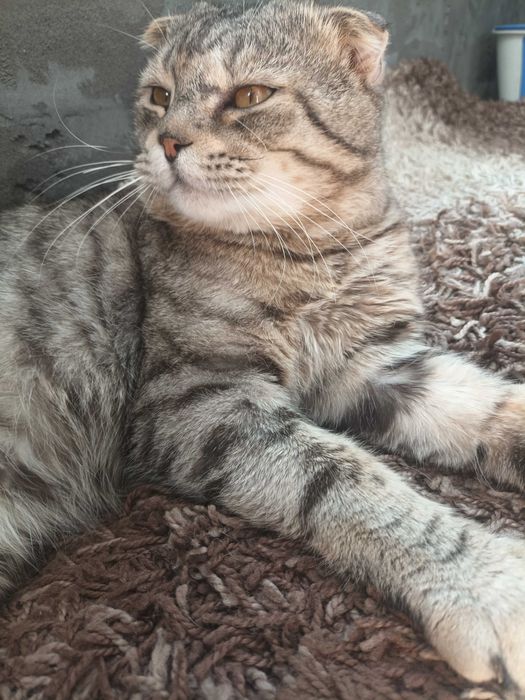 Отдам кота 2 года