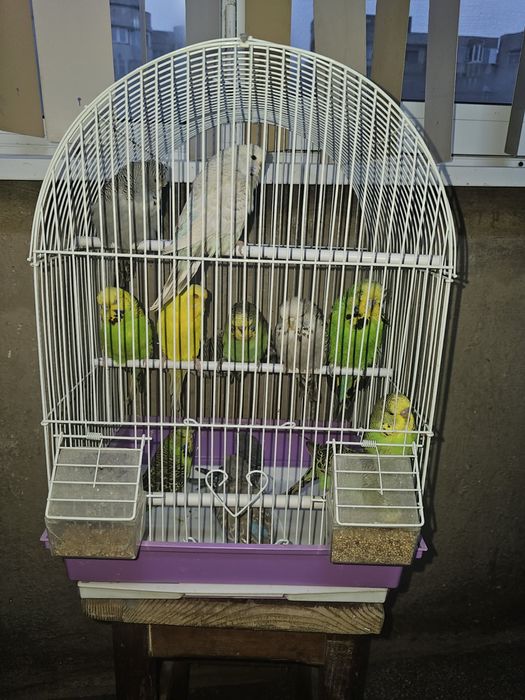 Vand pui si perusi standard