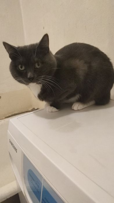 Отдам кота в хорошие руки