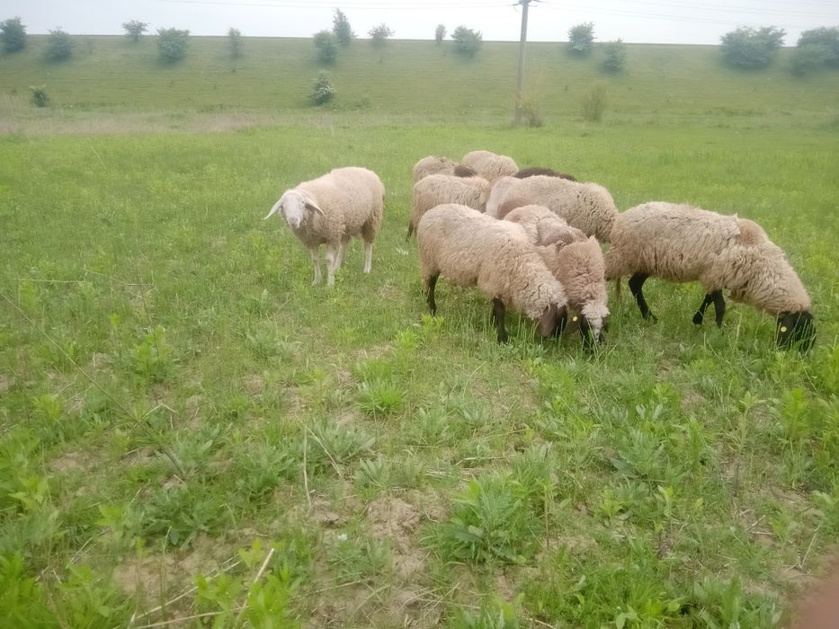 Oi carabase de vînzare tinere