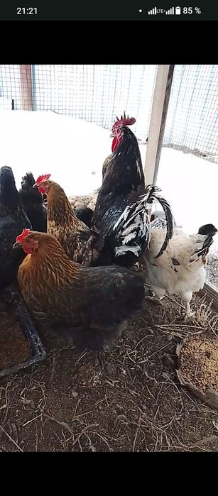 Продам куры домашние