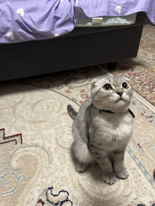Шотланский вислоухий