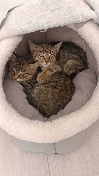 Котята мальчики ищут дом