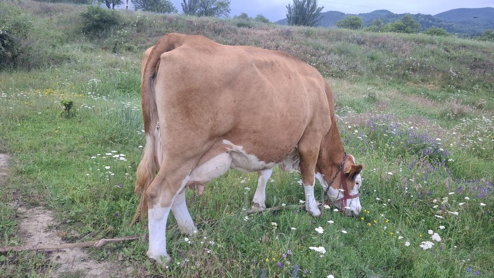 Vând Vacă și junică