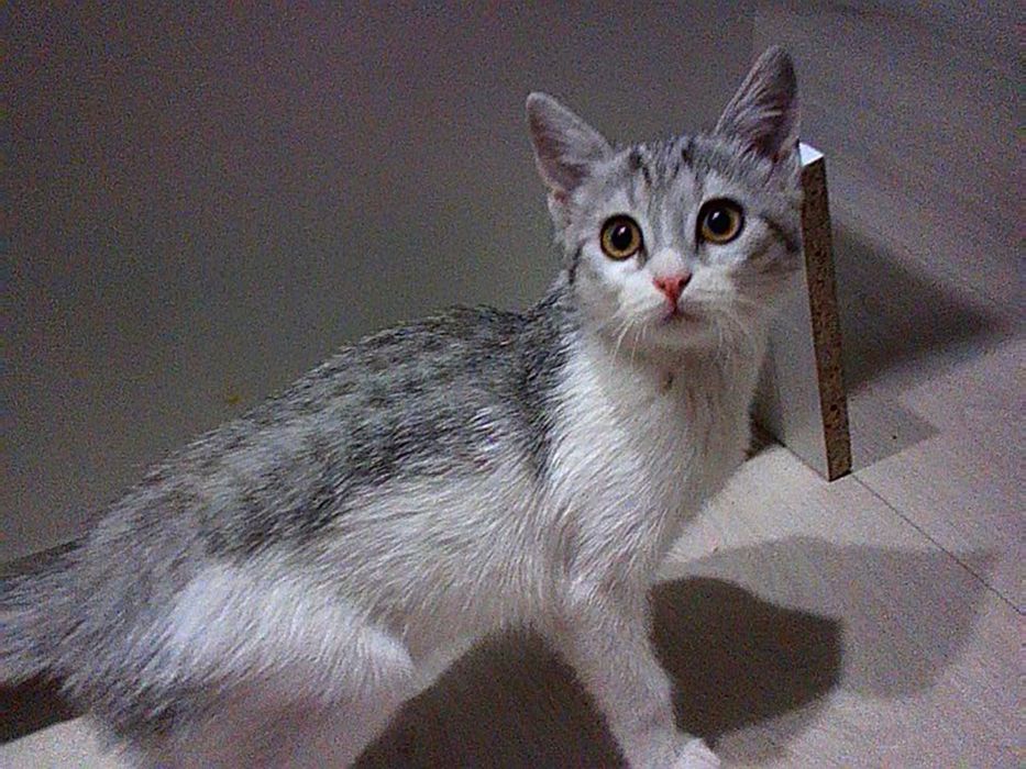 шотландская скоттиш страйт