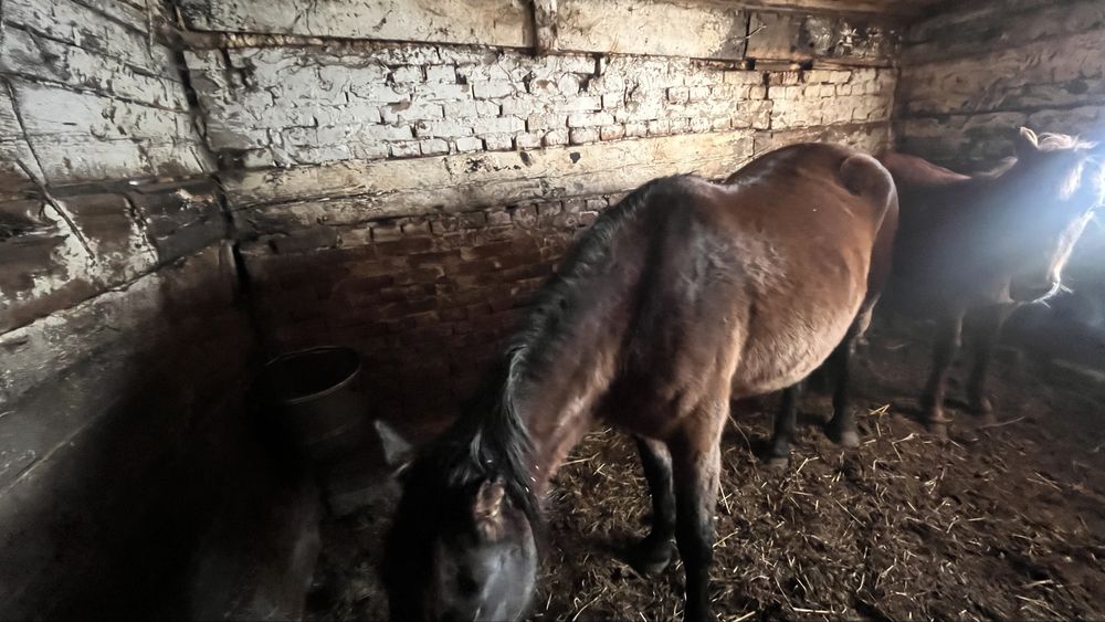 Молодая кобыла !!!