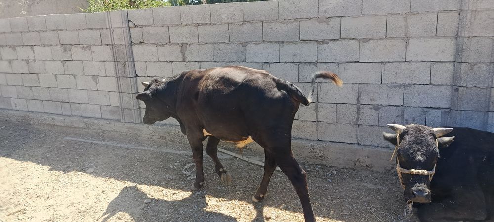 Buqa sotiladi 1,5 yosh