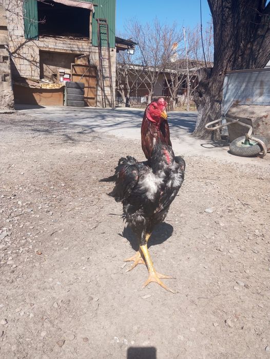 Яйцо байцовые по