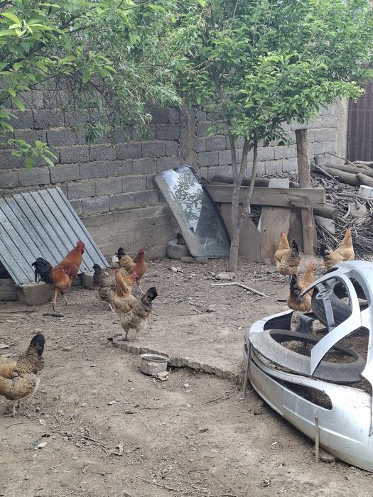 Кучин тауықтары сатылады