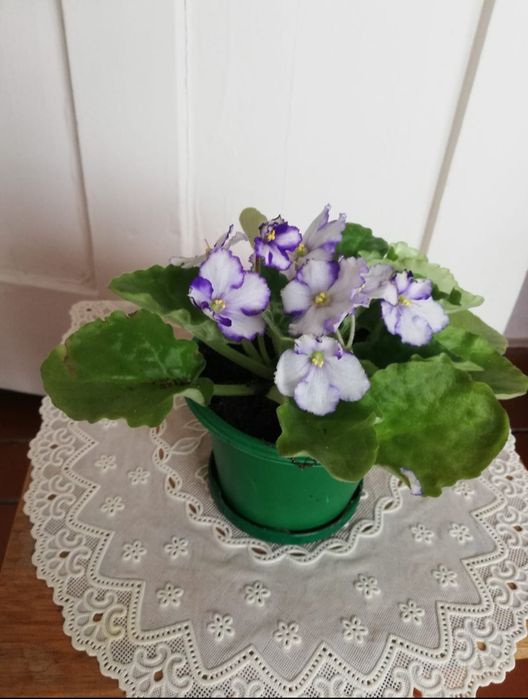 Продам цветы фиалки