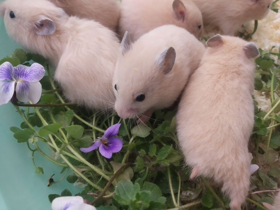 Сириески хамяк ручной