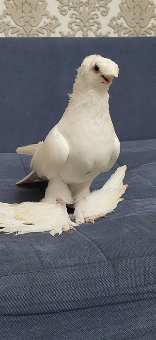 Голуби валерный..