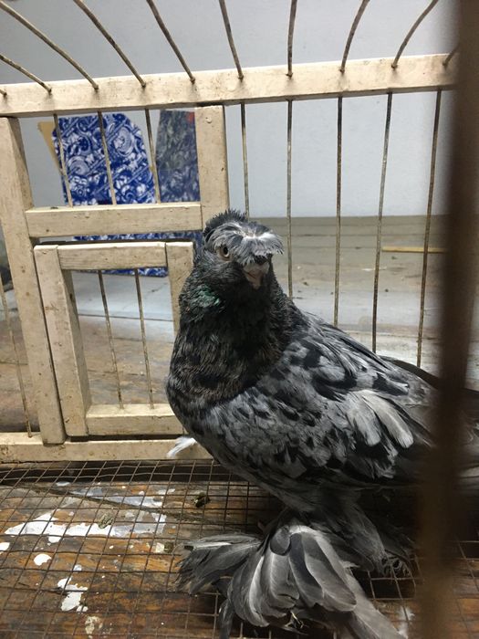 Продам челкарь самец