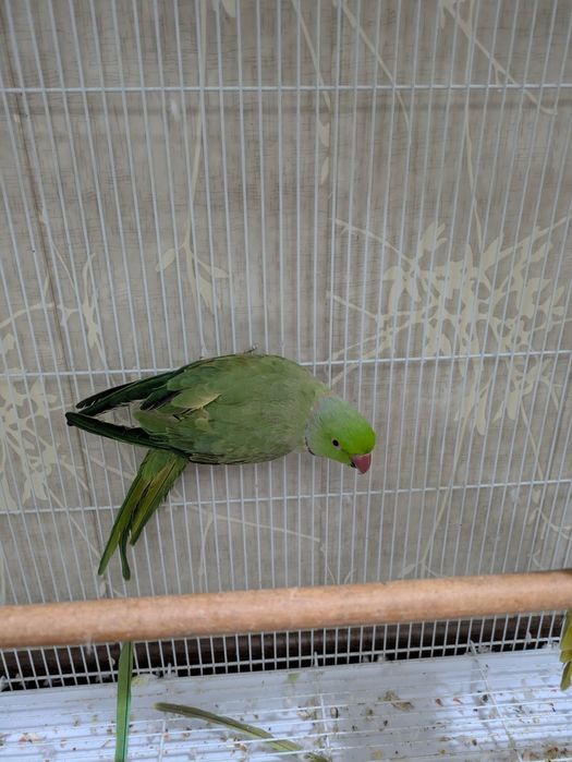 Ожереловые попугаи | Ojereloviy tòtilar para