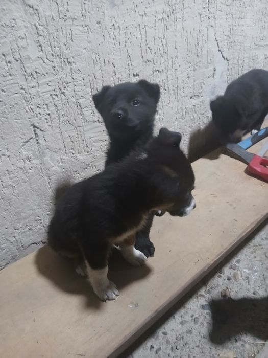 Шенки күшік ит собака