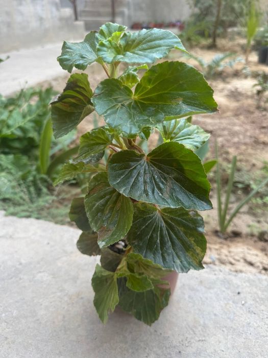Wax begonia (Begonia semperflorens)