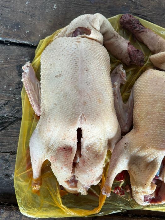 Продам гуси утки