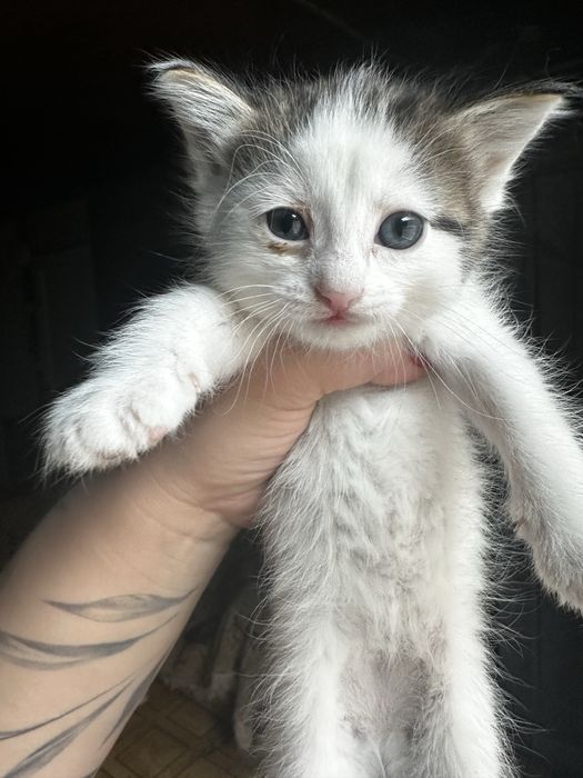 Отдам бесплатно котят
