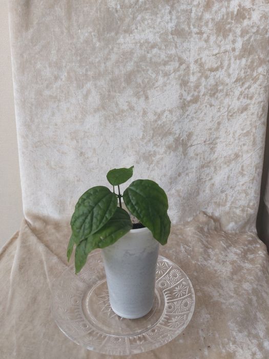 Цветок Клеродендрум