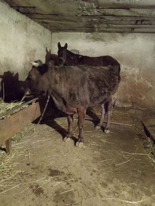 Продам жирную тёлку