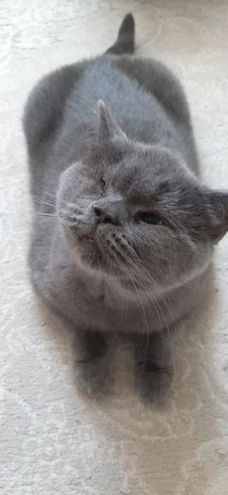 Отдам британскую кошку