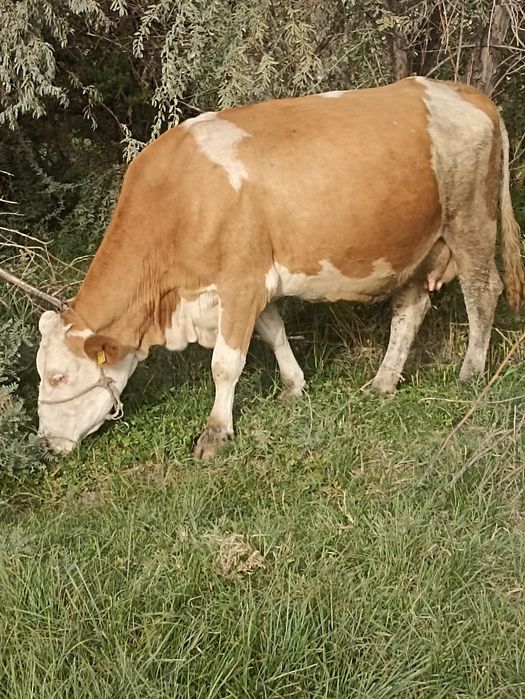 Сименталь сиырлары сатылады